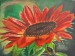 Slunečnice, 30x40cm, malba akrylem na plátně 