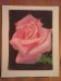 Růže, kresba suchým pastel, 18x21,